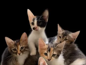 Gato raça SRD-ViraLata idade 2 a 6 meses nome Não tem