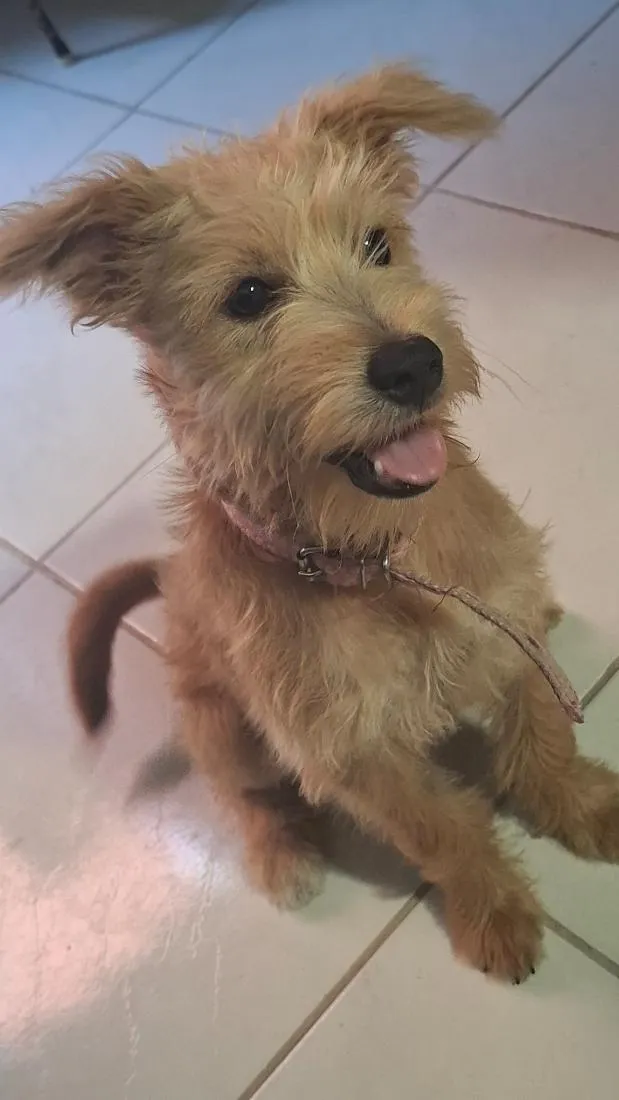 Cachorro raça SRD-ViraLata idade 2 a 6 meses nome splinter 