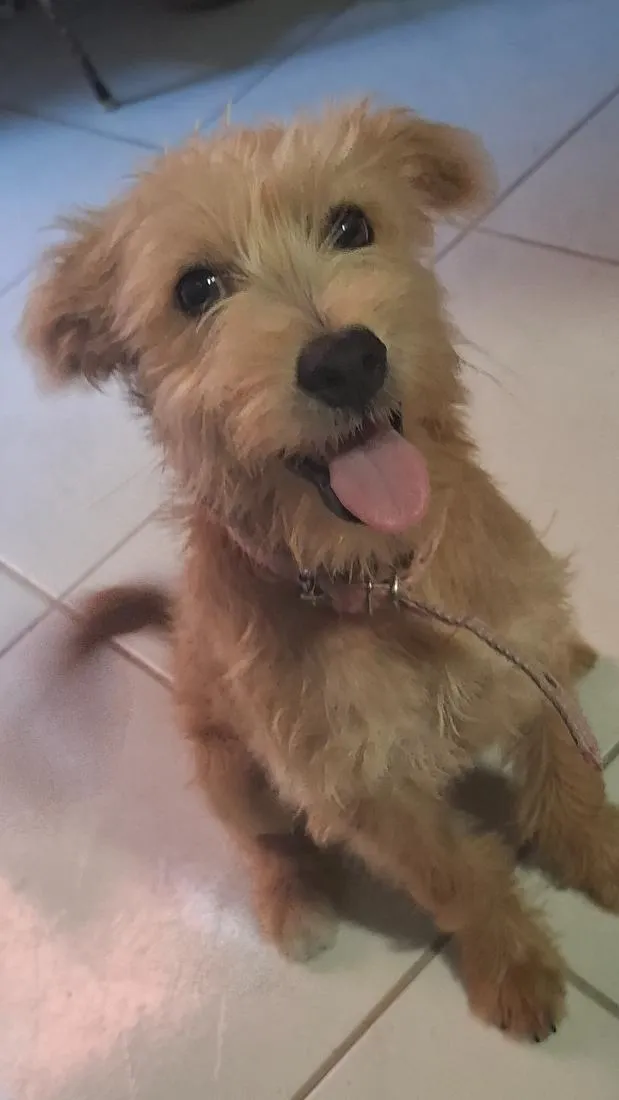 Cachorro raça SRD-ViraLata idade 2 a 6 meses nome splinter 