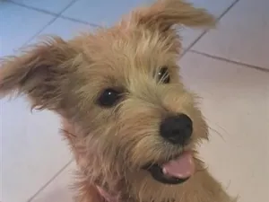 Cachorro raça SRD-ViraLata idade 2 a 6 meses nome splinter 