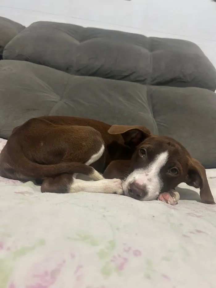 Cachorro raça SRD-ViraLata idade 2 a 6 meses nome Princesa