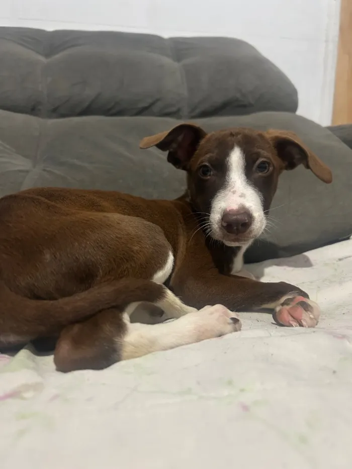 Cachorro raça SRD-ViraLata idade 2 a 6 meses nome Princesa