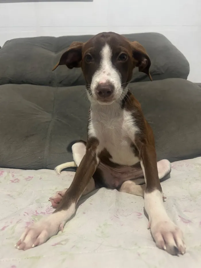 Cachorro raça SRD-ViraLata idade 2 a 6 meses nome Princesa
