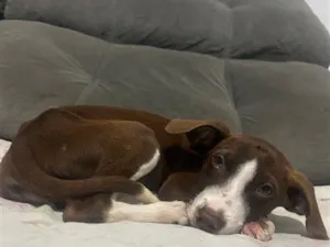 Cachorro raça SRD-ViraLata idade 2 a 6 meses nome Princesa