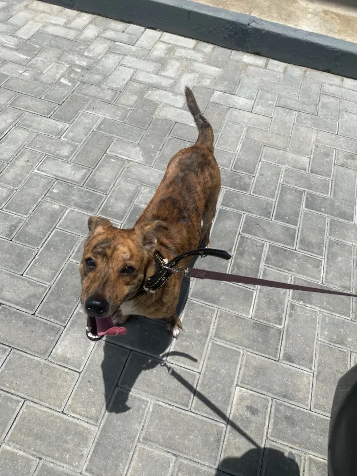 Cachorro raça SRD-ViraLata idade 1 ano nome Andy