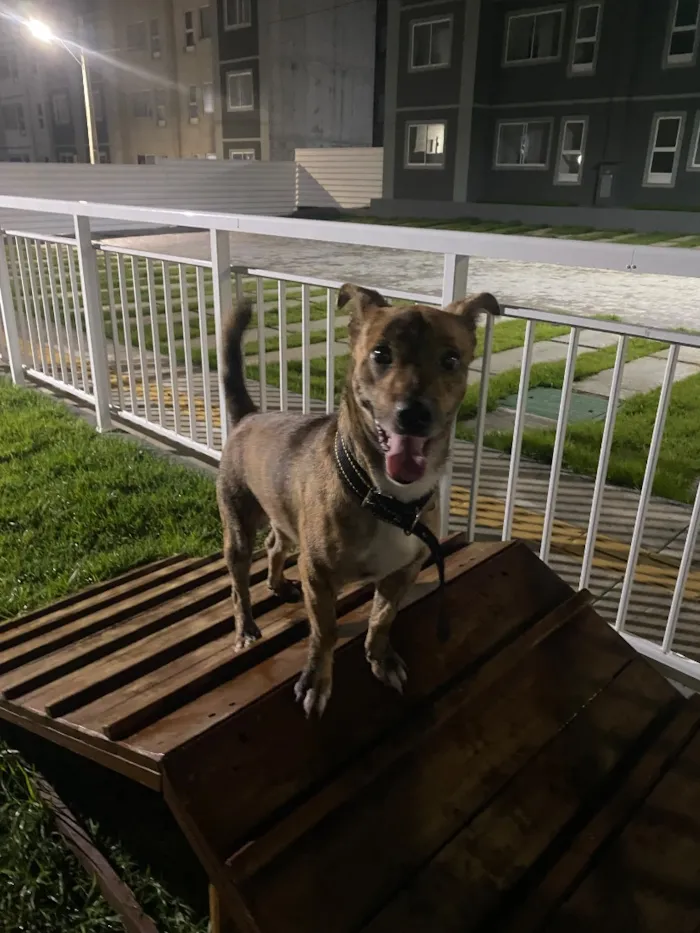 Cachorro raça SRD-ViraLata idade 1 ano nome Andy