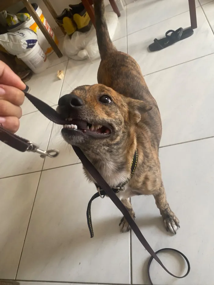 Cachorro raça SRD-ViraLata idade 1 ano nome Andy