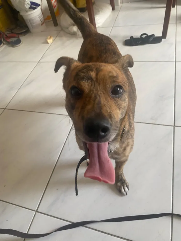 Cachorro raça SRD-ViraLata idade 1 ano nome Andy