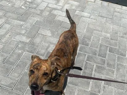 Cachorro raça SRD-ViraLata idade 1 ano nome Andy