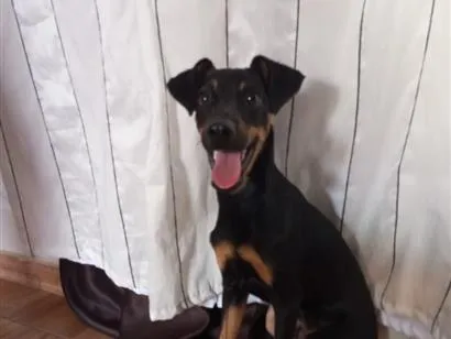 Cachorro raça SRD-ViraLata idade 2 a 6 meses nome Simba