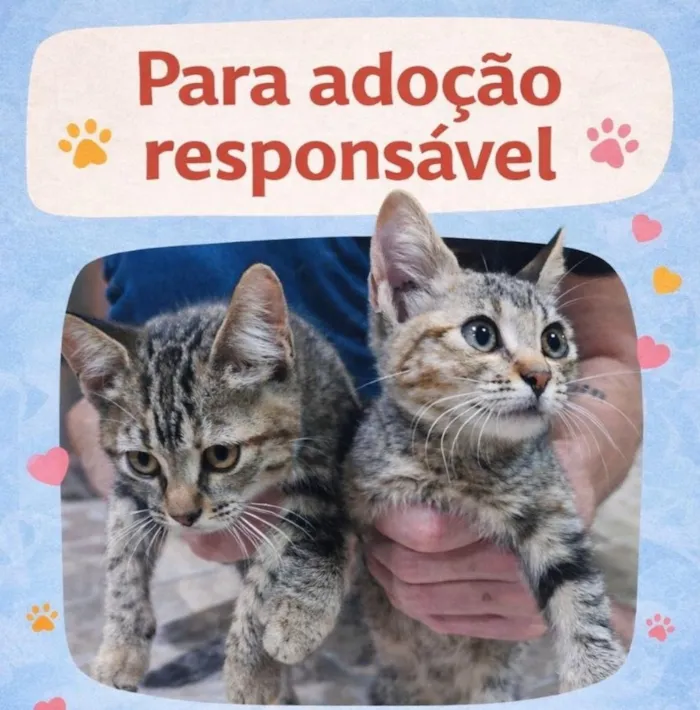 Gato raça SRD-ViraLata idade Abaixo de 2 meses nome sem nome 