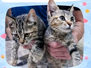 Gato raça SRD-ViraLata idade Abaixo de 2 meses nome sem nome 