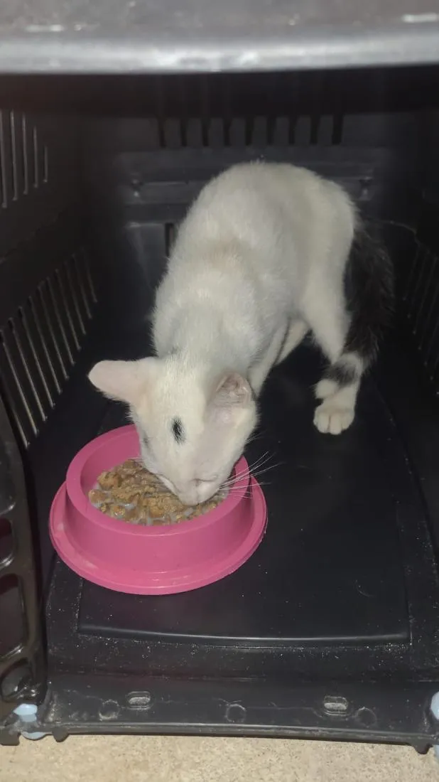 Gato raça SRD-ViraLata idade 2 a 6 meses nome Não demos um nome 