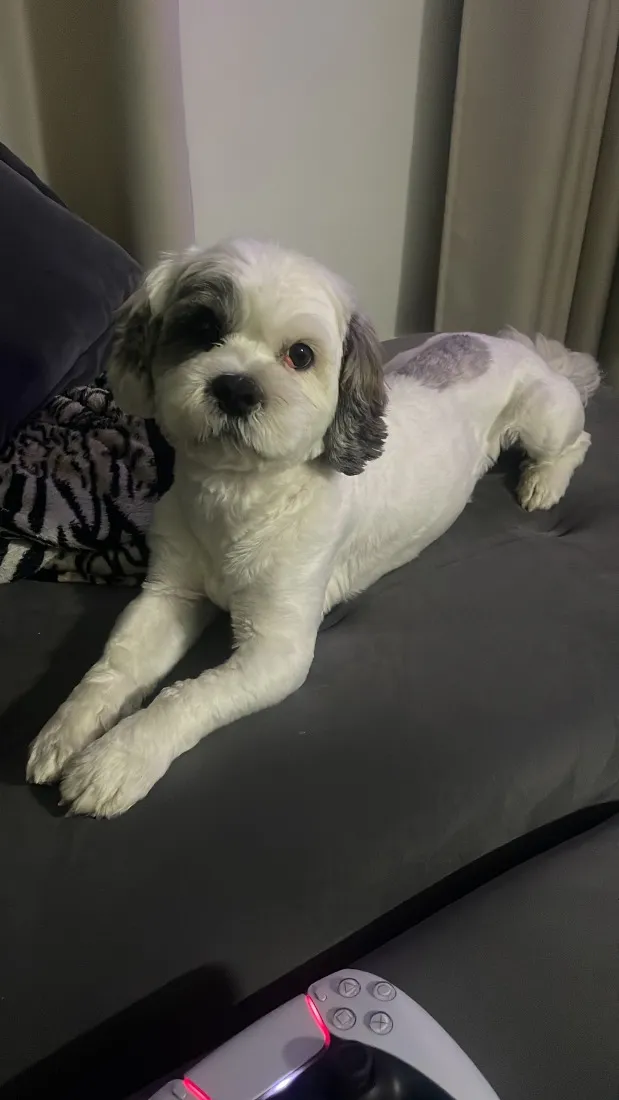 Cachorro raça Lhasa Apso idade 5 anos nome Bingolo