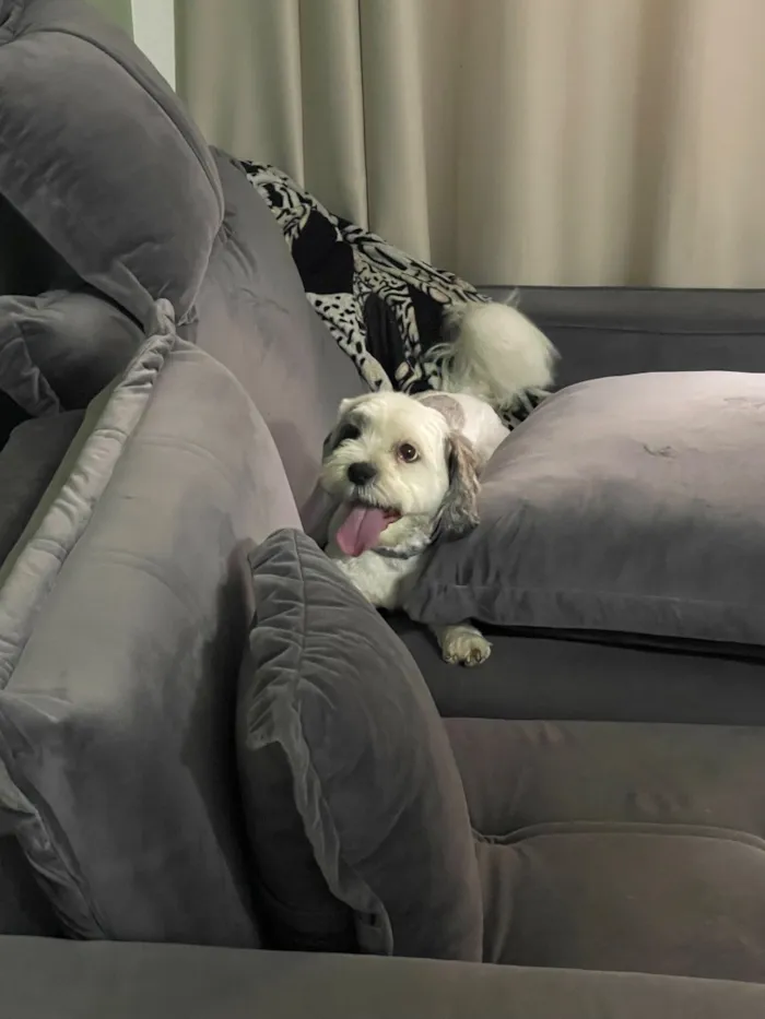 Cachorro raça Lhasa Apso idade 5 anos nome Bingolo