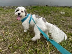 Cachorro raça Lhasa Apso idade 5 anos nome Bingolo
