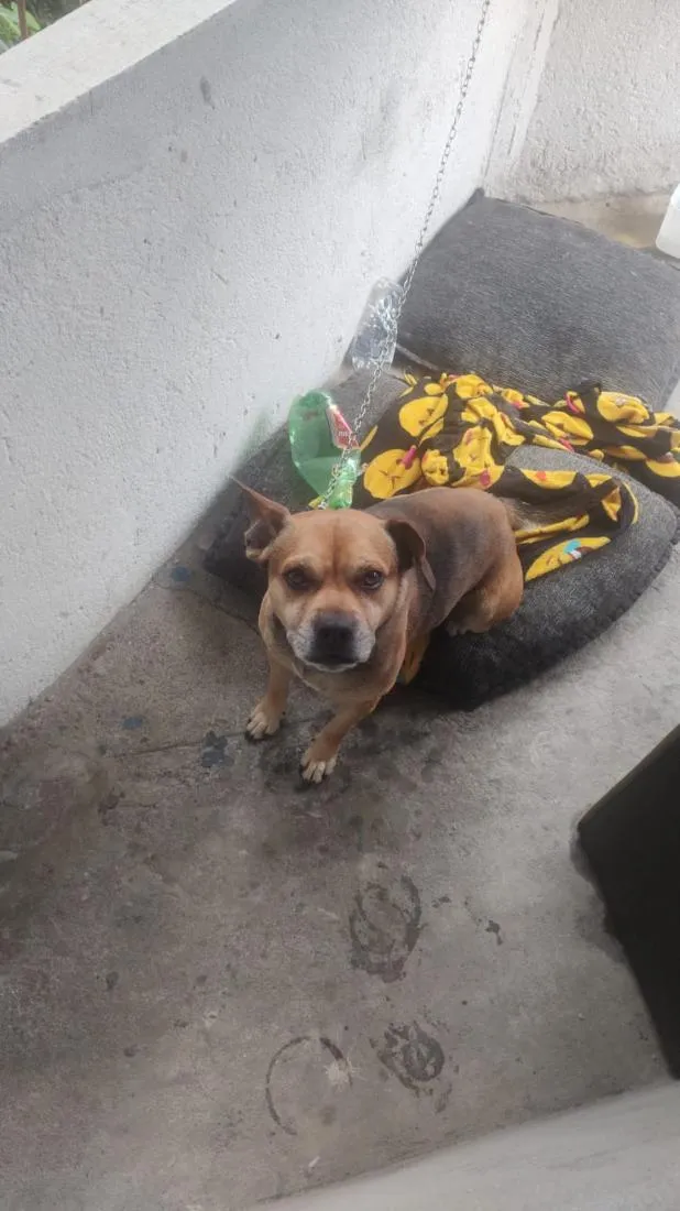 Cachorro raça SRD-ViraLata idade 5 anos nome klipliton 