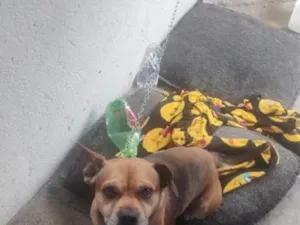 Cachorro raça SRD-ViraLata idade 5 anos nome klipliton 