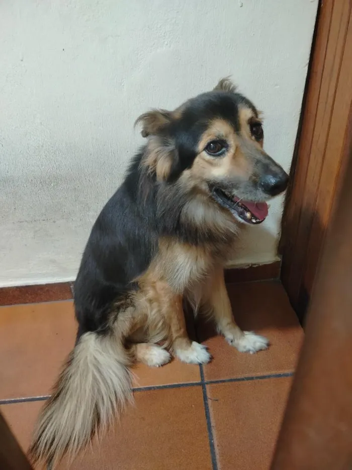 Cachorro raça SRD-ViraLata idade 6 ou mais anos nome Bolt