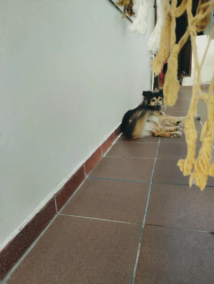 Cachorro raça SRD-ViraLata idade 6 ou mais anos nome Bolt