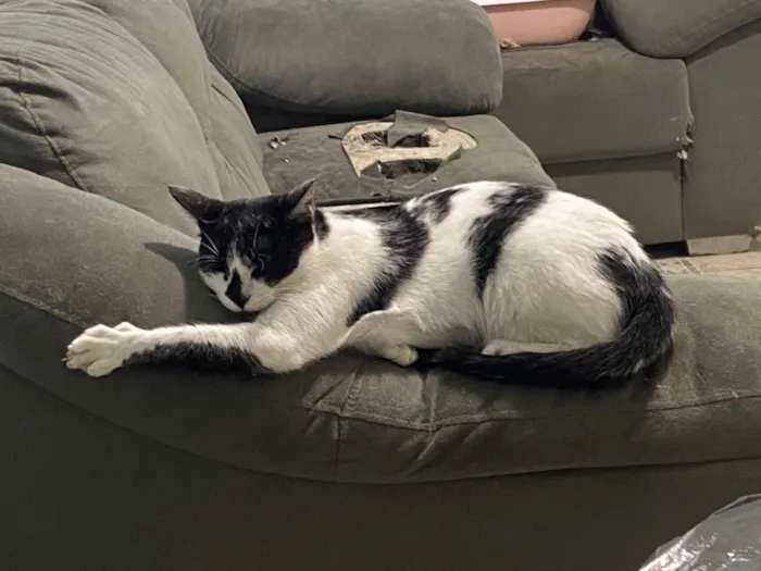 Gato raça SRD-ViraLata idade 1 ano nome Agnes 