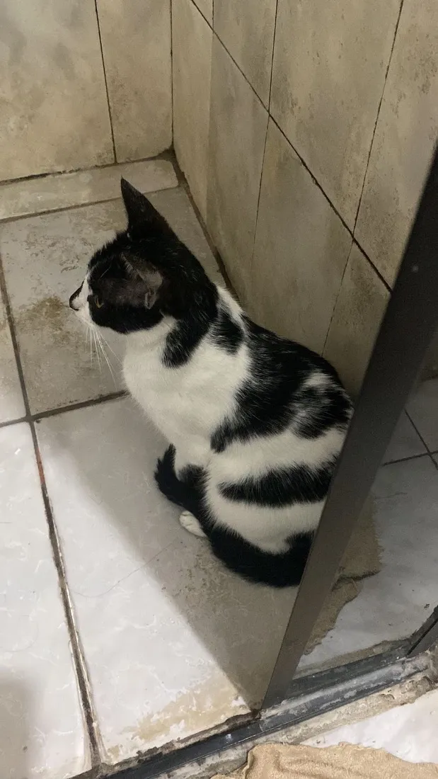 Gato raça SRD-ViraLata idade 1 ano nome Agnes 