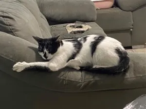 Gato raça SRD-ViraLata idade 1 ano nome Agnes 