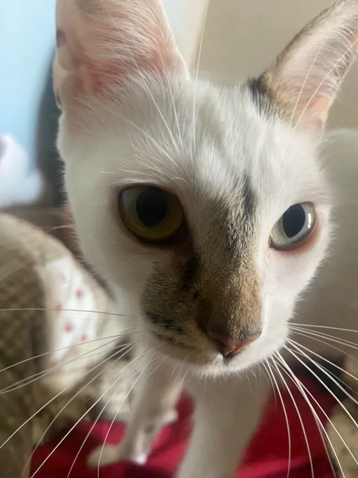 Gato raça SRD-ViraLata idade 1 ano nome Maria