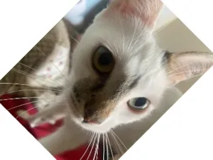 Gato raça SRD-ViraLata idade 1 ano nome Maria