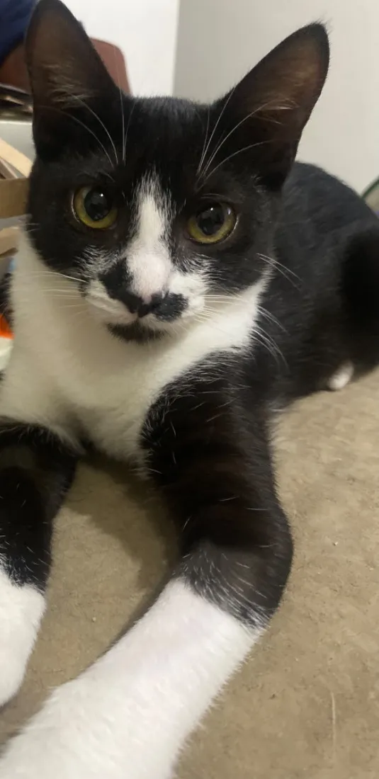 Gato raça SRD-ViraLata idade 2 a 6 meses nome Formiga