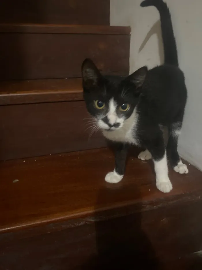 Gato raça SRD-ViraLata idade 2 a 6 meses nome Formiga