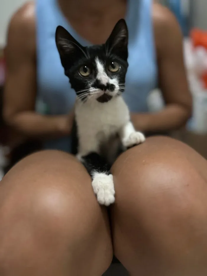 Gato raça SRD-ViraLata idade 2 a 6 meses nome Formiga