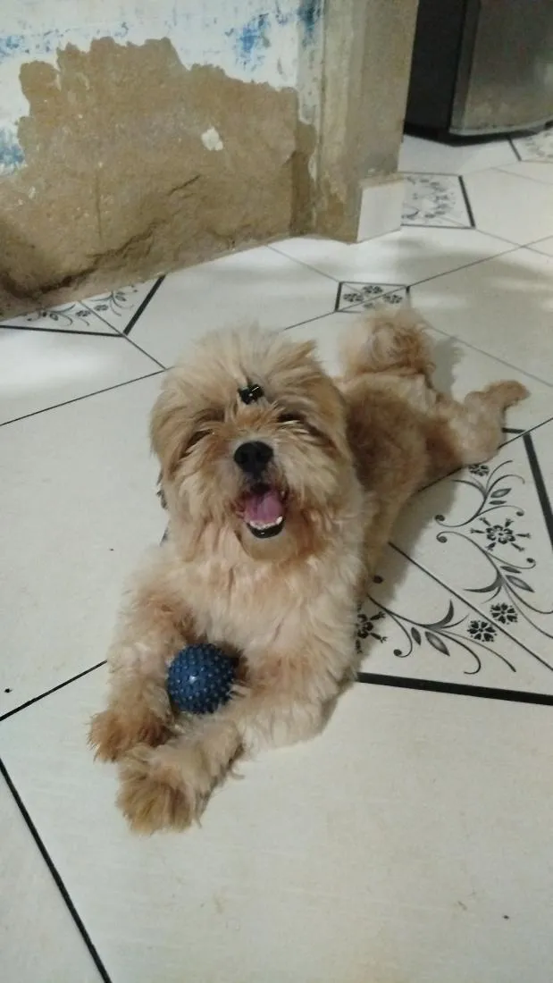Cachorro raça Shitzu idade 3 anos nome Tutu