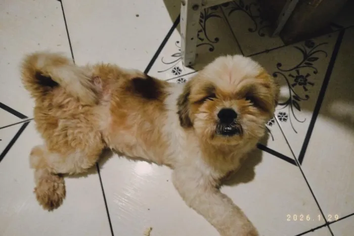 Cachorro raça Shitzu idade 3 anos nome Tutu