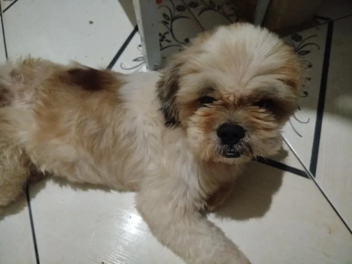 Cachorro raça Shitzu idade 3 anos nome Tutu