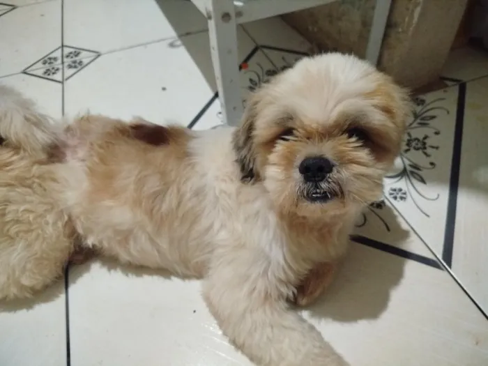Cachorro raça Shitzu idade 3 anos nome Tutu