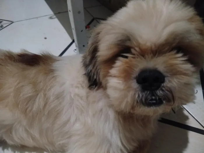 Cachorro raça Shitzu idade 3 anos nome Tutu