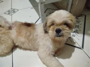 Cachorro raça Shitzu idade 3 anos nome Tutu