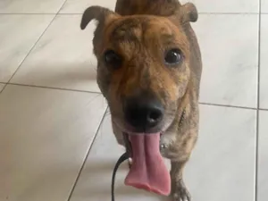 Cachorro raça SRD-ViraLata idade 1 ano nome Andy