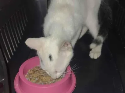 Gato raça SRD-ViraLata idade 2 a 6 meses nome Não demos um nome 