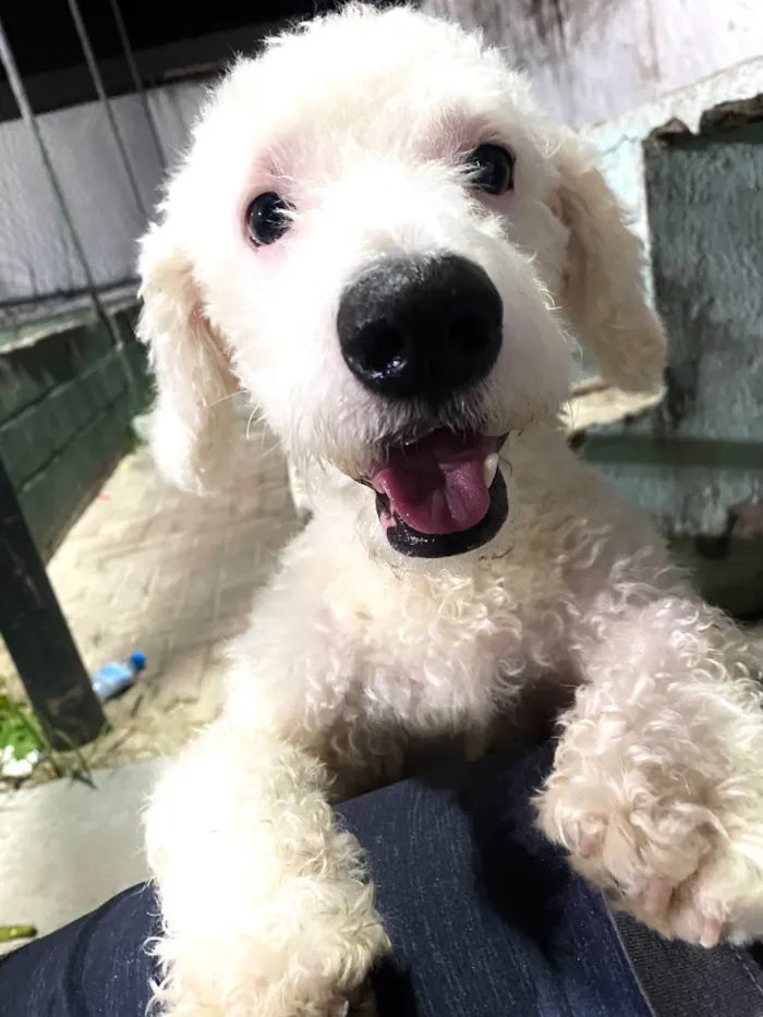Cachorro raça Maltês idade 2 anos nome Appa 