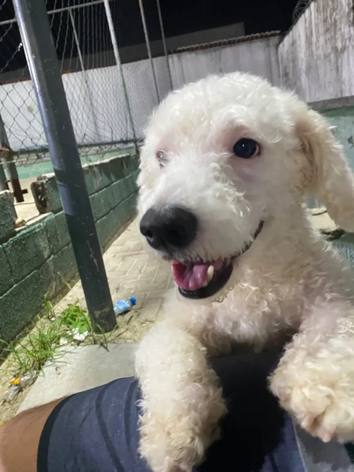 Cachorro raça Maltês idade 2 anos nome Appa 