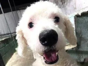 Cachorro raça Maltês idade 2 anos nome Appa 