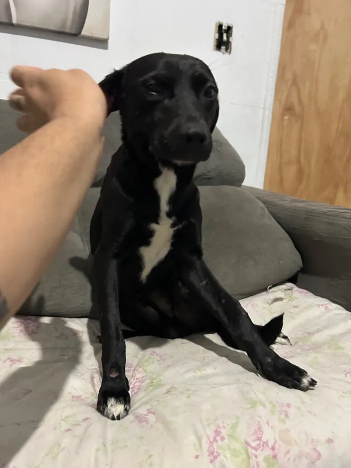 Cachorro raça SRD-ViraLata idade 1 ano nome Thiago