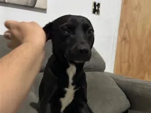 Cachorro raça SRD-ViraLata idade 1 ano nome Thiago