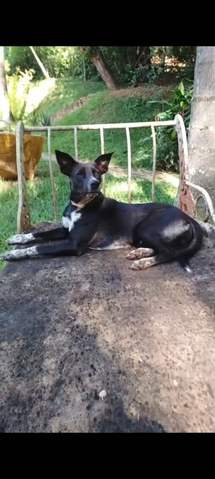 Cachorro raça SRD-ViraLata idade 1 ano nome Vitória