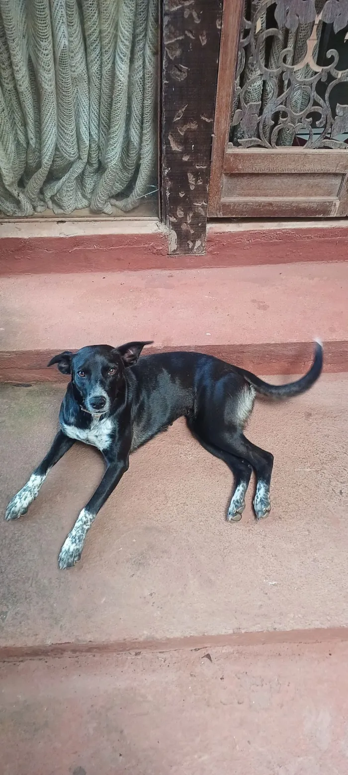 Cachorro raça SRD-ViraLata idade 1 ano nome Vitória