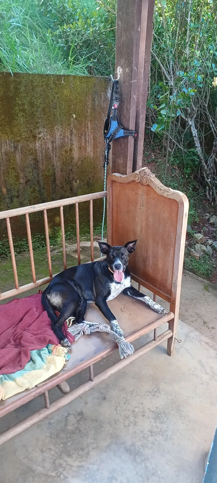 Cachorro raça SRD-ViraLata idade 1 ano nome Vitória