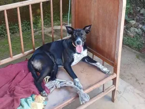 Cachorro raça SRD-ViraLata idade 1 ano nome Vitória