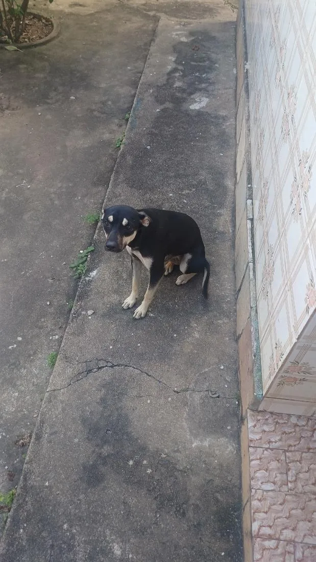 Cachorro raça SRD-ViraLata idade 2 a 6 meses nome Amora 